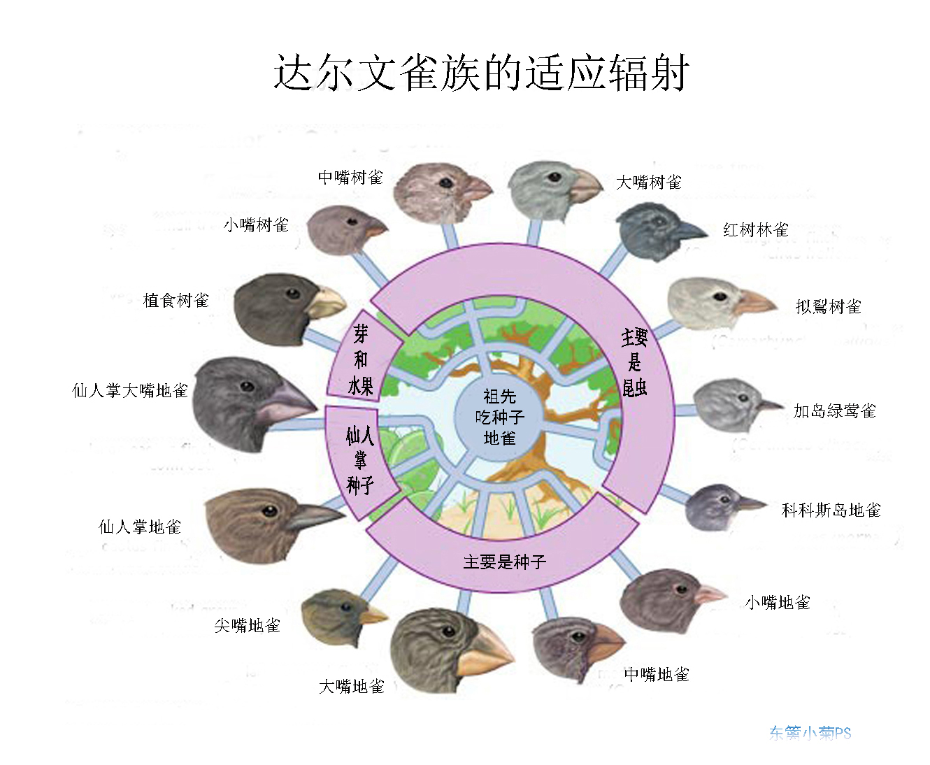 达尔文雀族 达尔文雀族