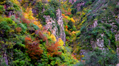 黑龙寺山林
