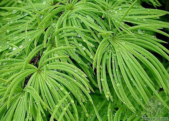 植物活化石 植物活化石