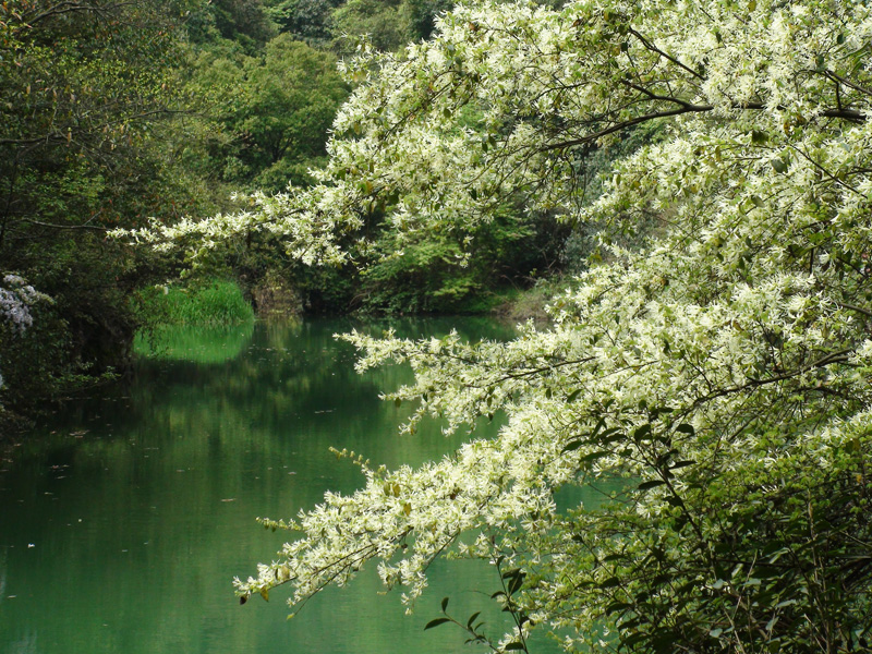 九洞口 九洞口