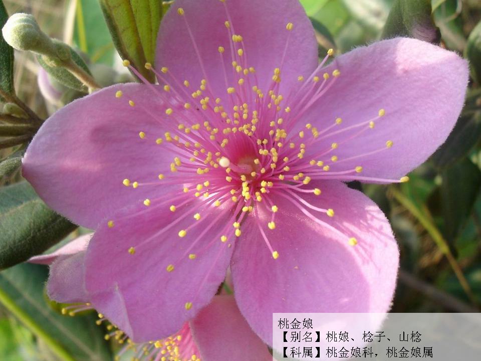 桃金孃 桃金孃