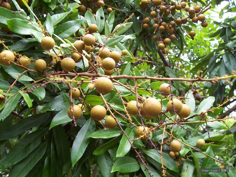 桂圆树 桂圆树