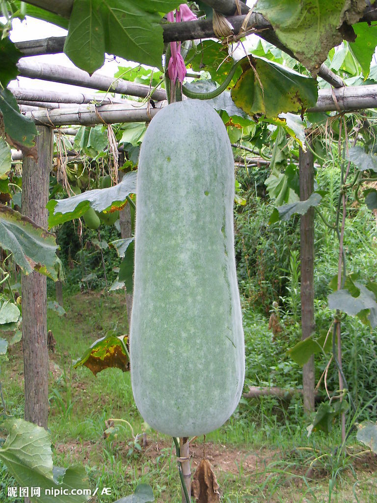 八瓜 八瓜