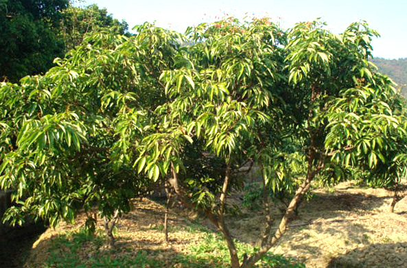 桂味荔枝树,叶子偏黄,技条偏细 桂味荔枝树,叶子偏黄,技条偏细