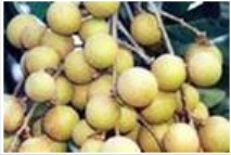桂圆 桂圆