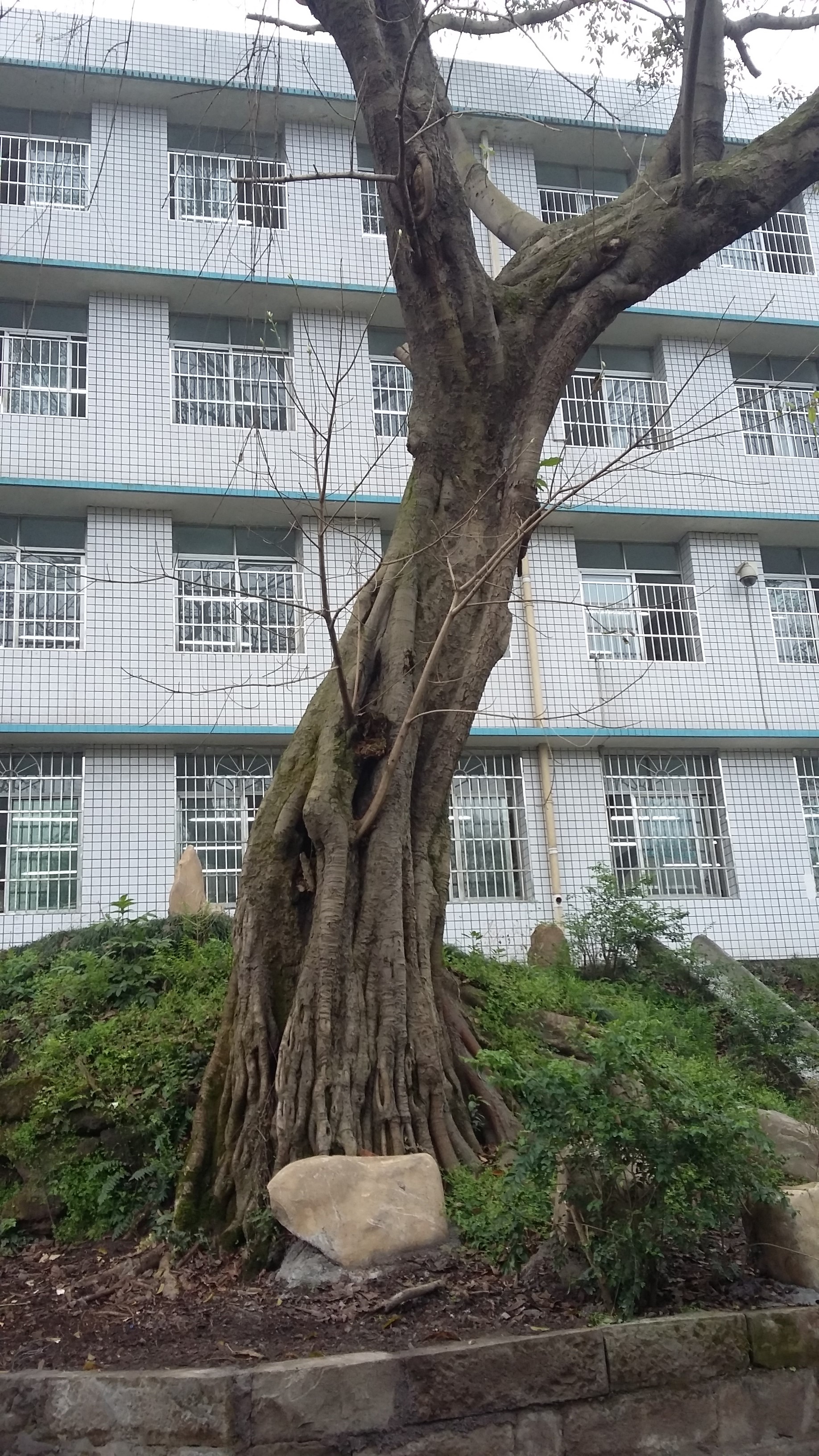 綦江区东溪书院街国小 綦江区东溪书院街国小
