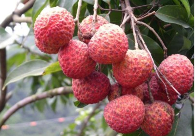 糯米糍荔枝 糯米糍荔枝
