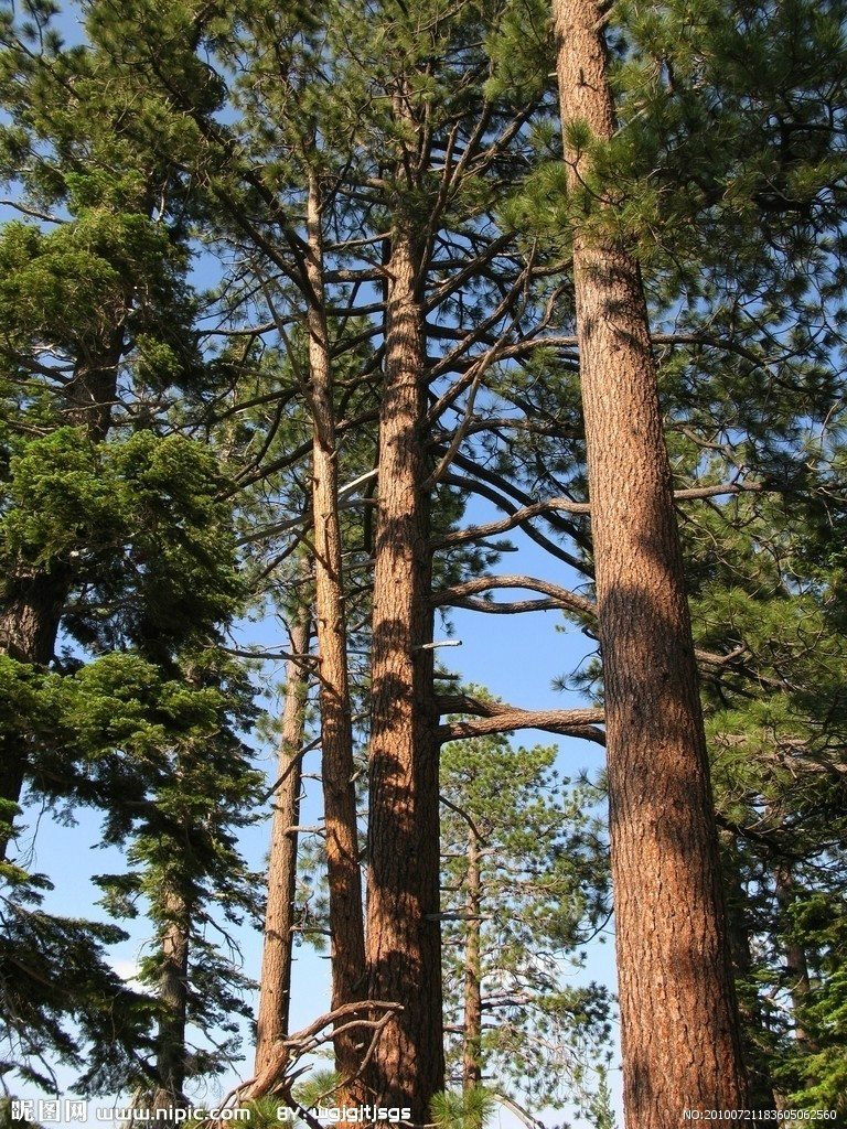 松树 松树