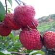 糯米糍荔枝 糯米糍荔枝