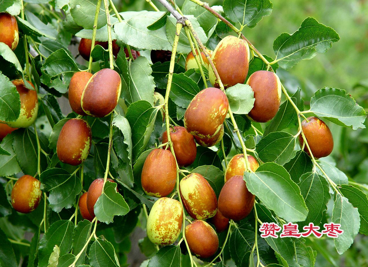 赞皇大枣 赞皇大枣