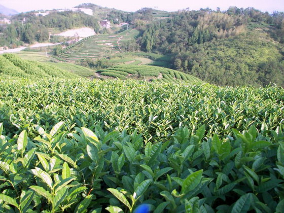 朝阳早香茶基地