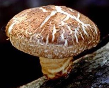 龙泉香菇 龙泉香菇