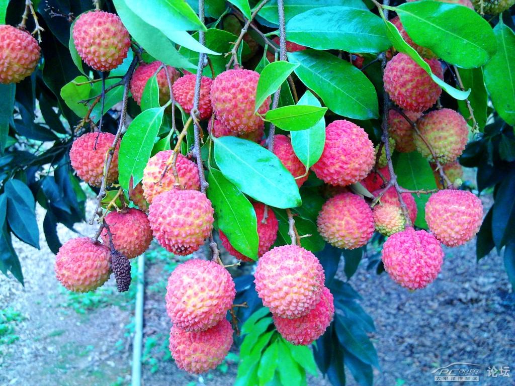 桂味荔枝 桂味荔枝