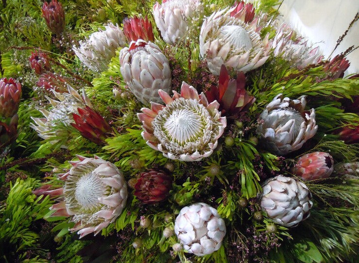 帝王花 帝王花