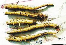 工布乌头入药部分(块根) 工布乌头入药部分(块根)