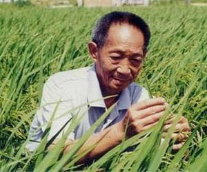 水稻 水稻