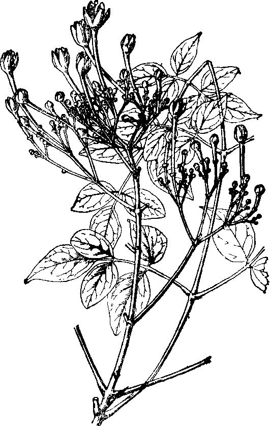 老鸦烟筒花 老鸦烟筒花