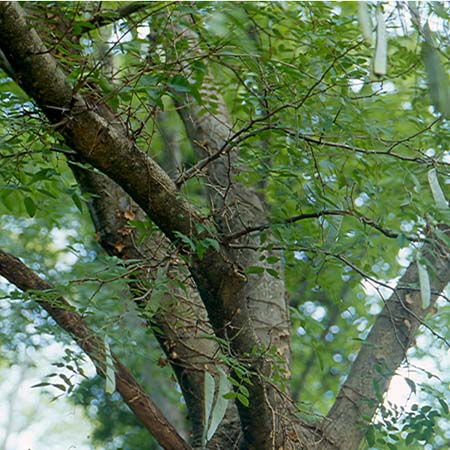 皂角树(图4) 皂角树(图4)