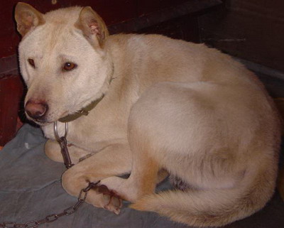 广东潮州犬 广东潮州犬
