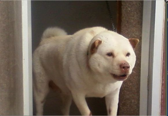 潮汕大头犬 潮汕大头犬