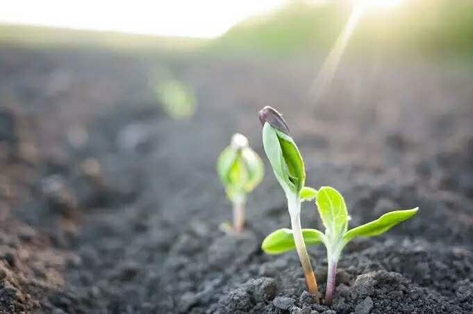 土壤生物多样性 土壤生物多样性