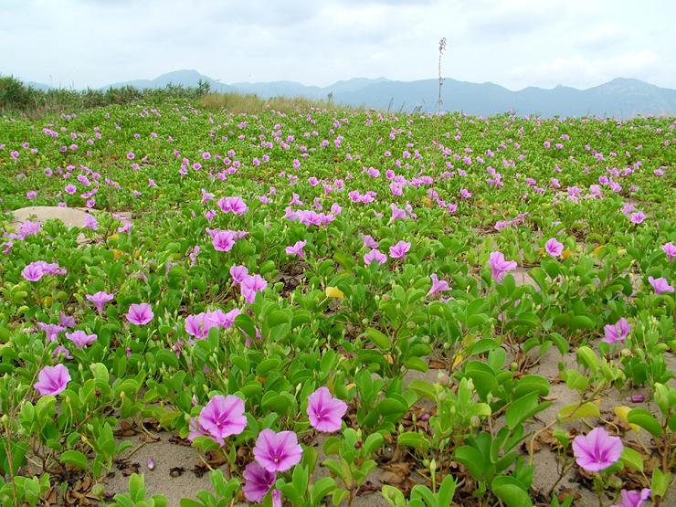 泉州湾河口湿地省级自然保护区 植物 泉州湾河口湿地省级自然保护区 植物