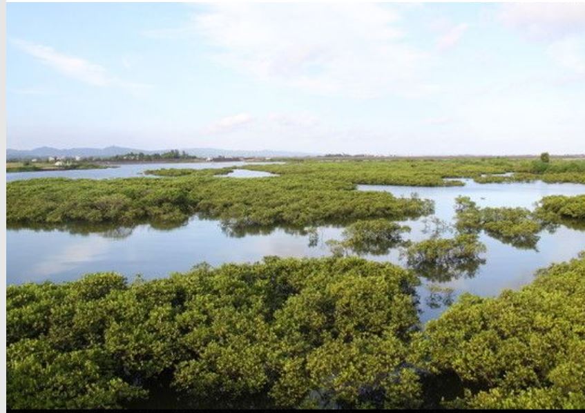 红树林沼泽 红树林沼泽