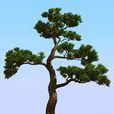 松树(松科植物) 松树(松科植物)