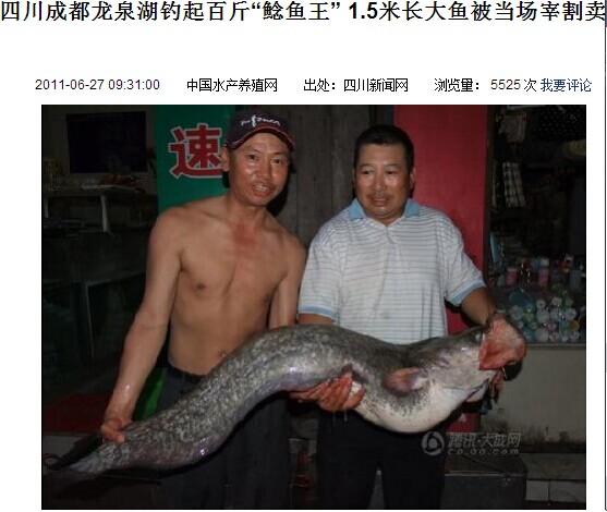 成都龙泉湖大鲶鱼 成都龙泉湖大鲶鱼