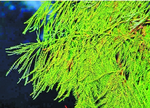 植物活化石 植物活化石