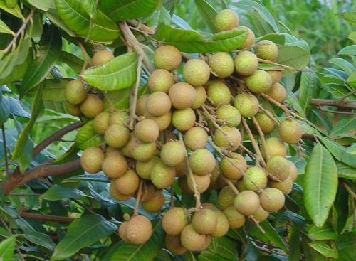 桂圆 桂圆