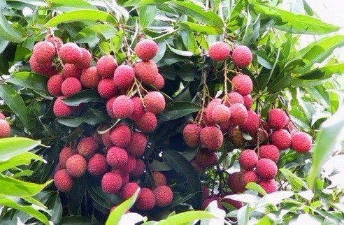 荔枝世界 荔枝世界