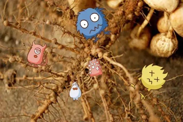 土壤微生物 土壤微生物