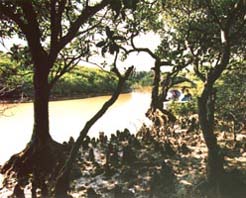 八门湾红树林 八门湾红树林