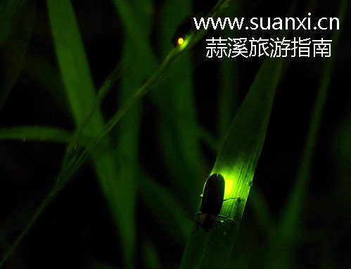 蒜溪 蒜溪