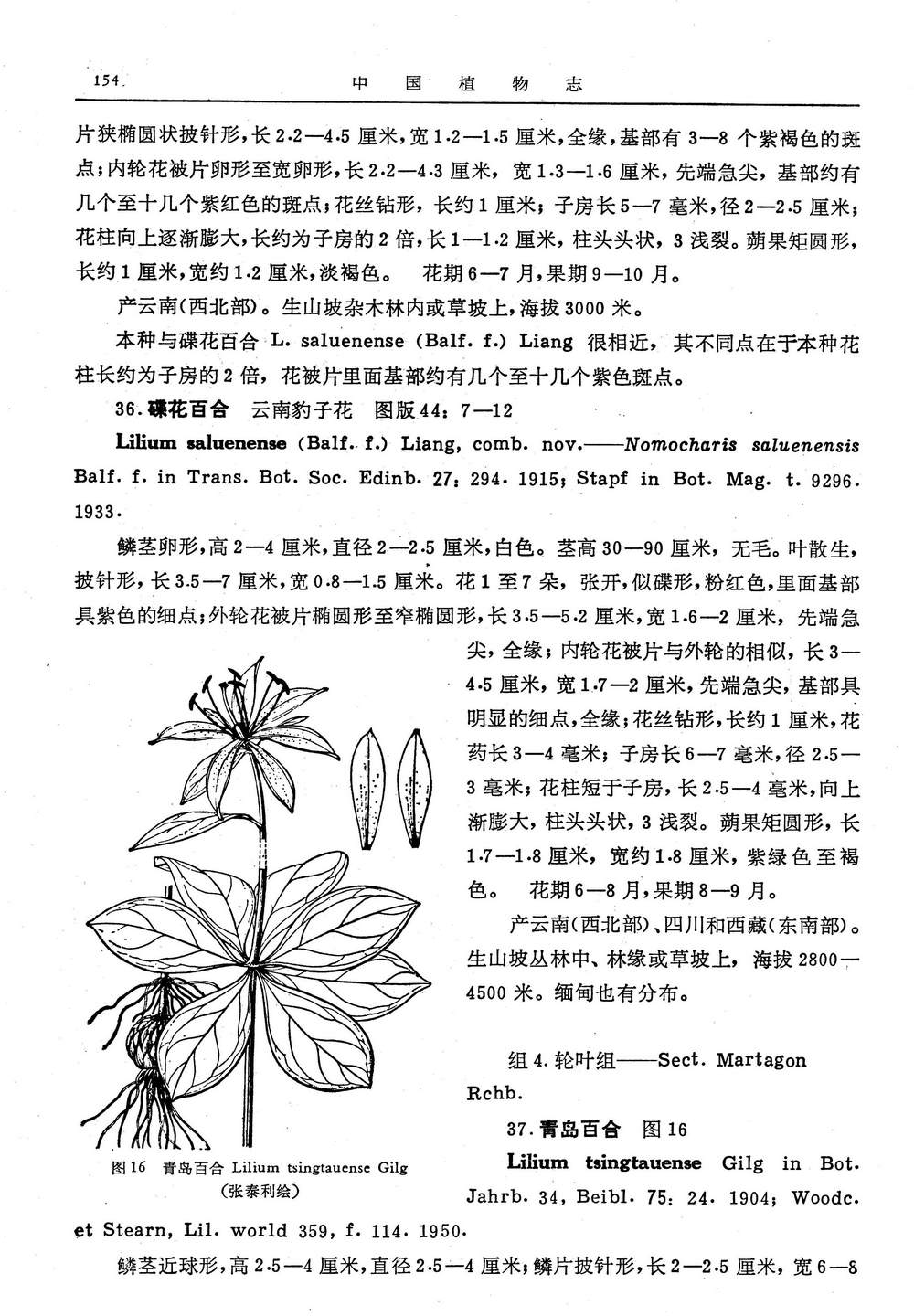 青岛百合 青岛百合