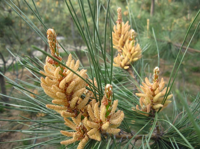 松树花 松树花