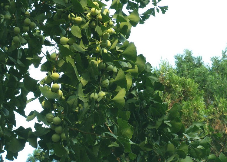 松针(银杏属植物) 松针(银杏属植物)