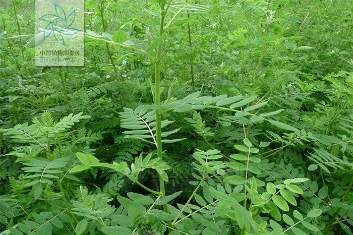 黄耆-原植物 黄耆-原植物