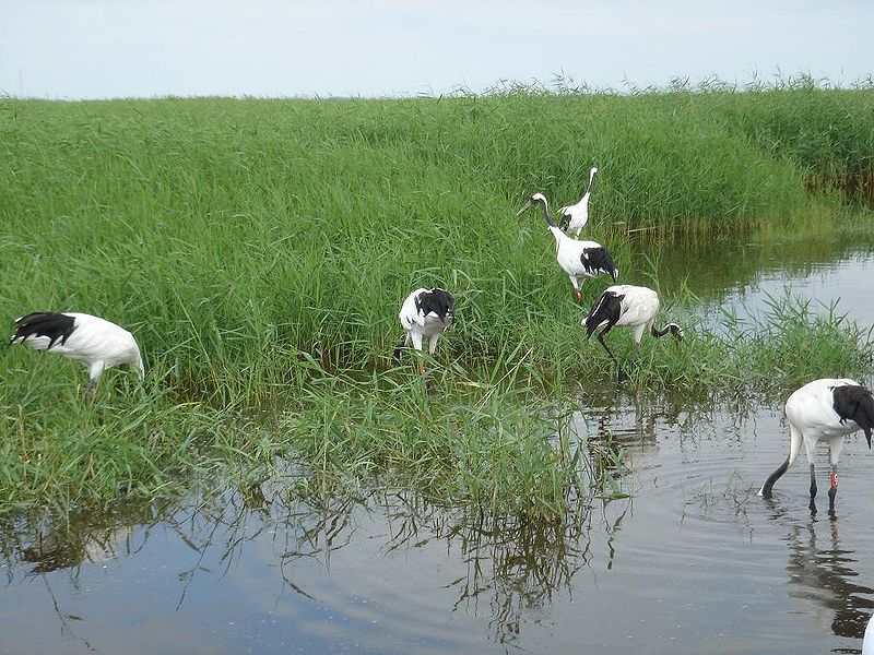 中国黑龙江扎龙湿地. 中国黑龙江扎龙湿地.