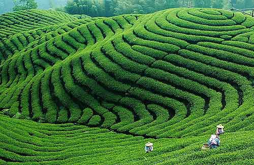 璧山区三合镇茶园 璧山区三合镇茶园