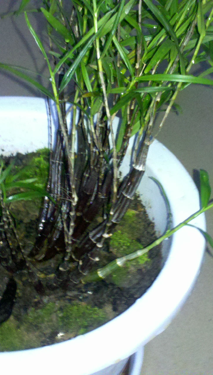 马鞭石斛 马鞭石斛