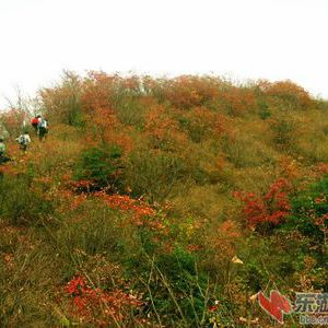五朵山 五朵山