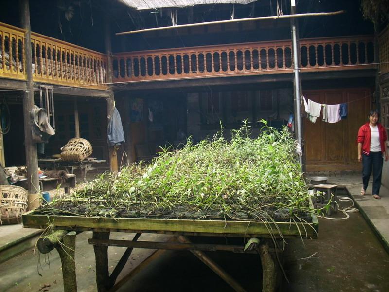 石槲种植 石槲种植