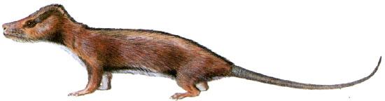 小驼兽 小驼兽