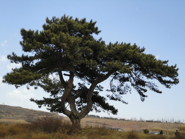 东二道河村(北京市延庆县大庄科乡下辖村) 东二道河村(北京市延庆县大庄科乡下辖村)
