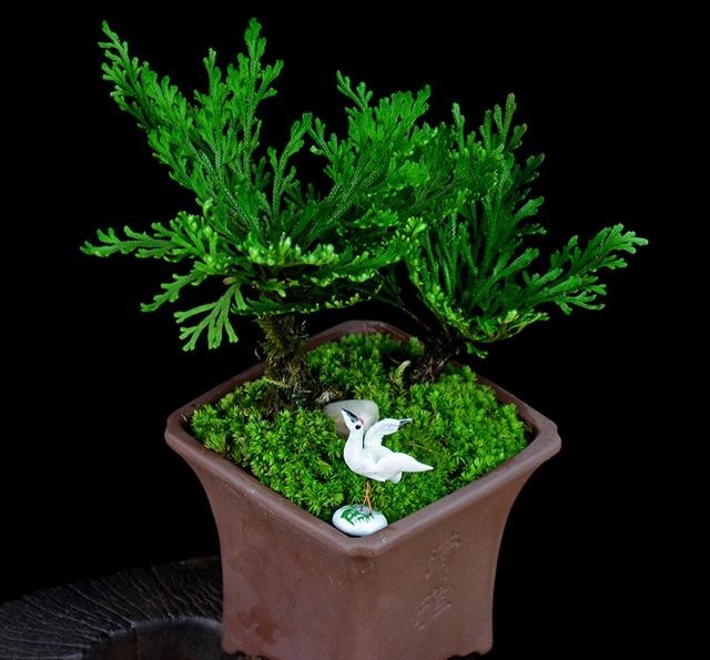 金钗(石斛植物别名) 金钗(石斛植物别名)
