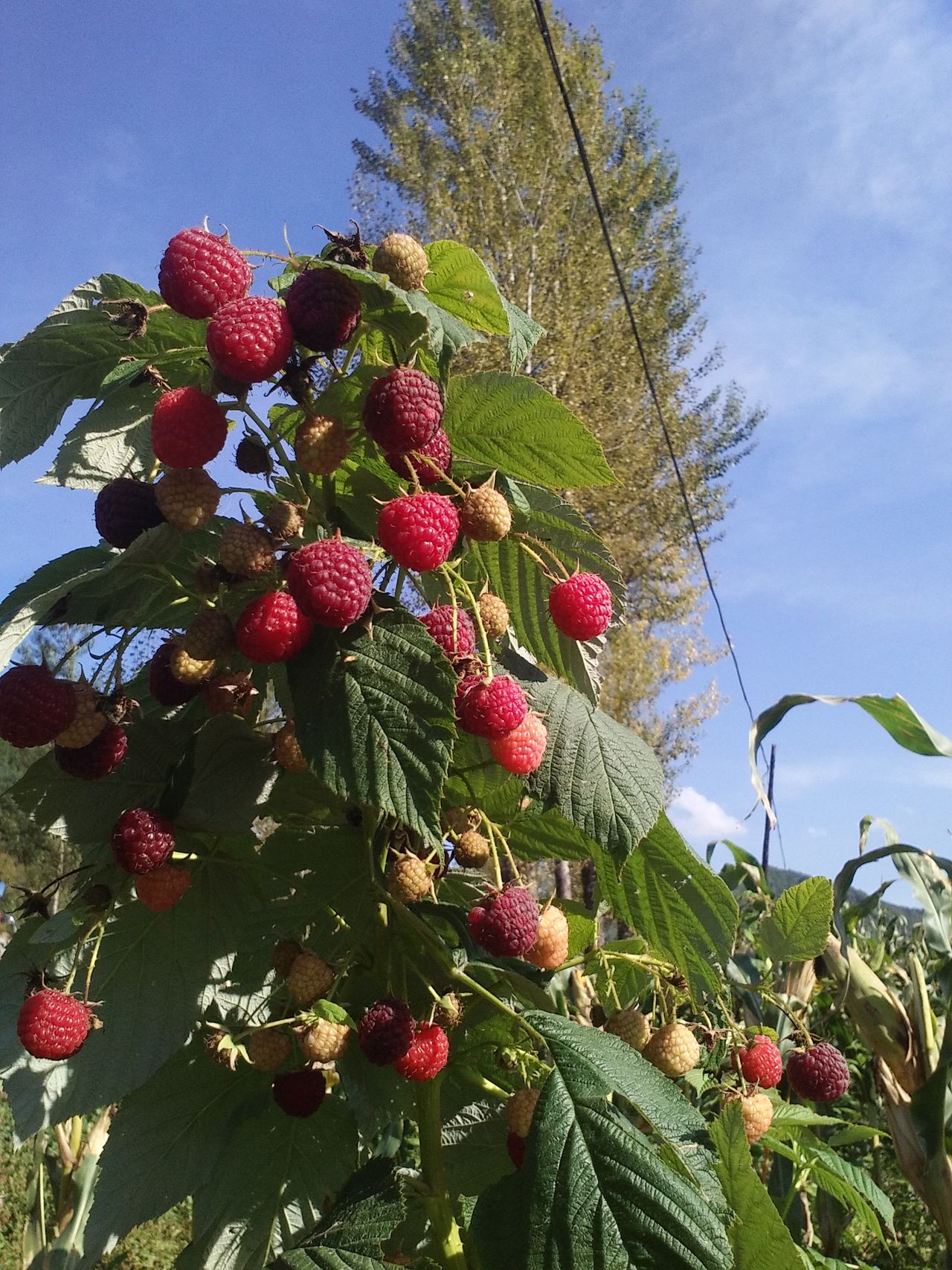 红树莓 红树莓