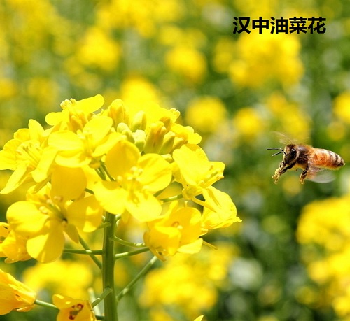 油菜花之恋 油菜花之恋