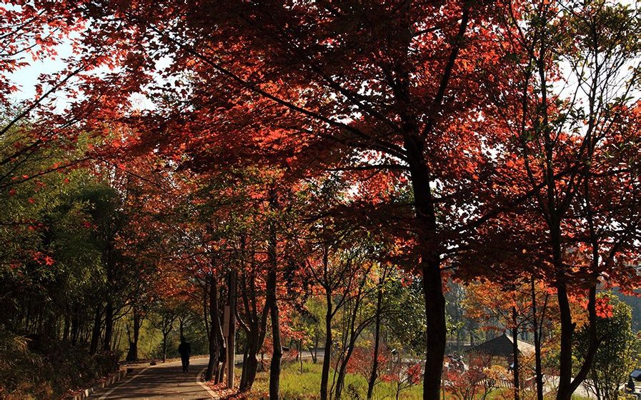 来龙山 来龙山